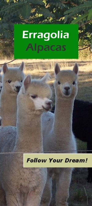 Alpacas at Erragolia Alpacas